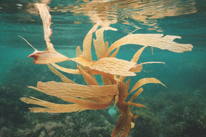 Oceanic Day Cream